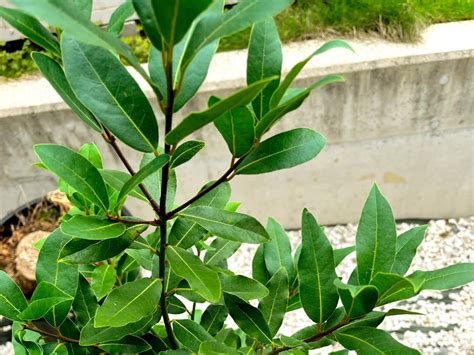 月桂樹種植|【月桂樹の育て方】小さく育てるなら鉢植えがいい？。